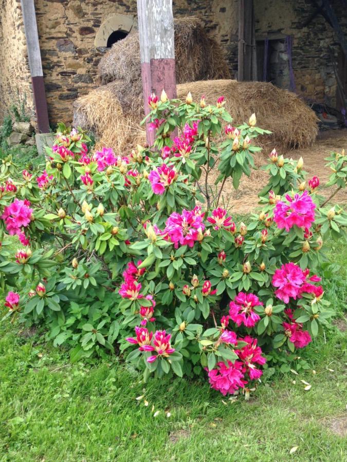 La Mouliniere, Jolie Longere Du Xviie Bed & Breakfast La Jaille-Yvon ภายนอก รูปภาพ